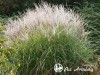 Miskantas kininis ,Kleine Silberspinne' (lot. Miscanthus sinensis) Miskantas kininis ,Kleine Silberspinne' (lot. Miscanthus sinensis)